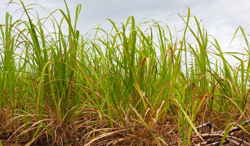 Ethanol: a key resource for healthier living in Sub‑Saharan Africa